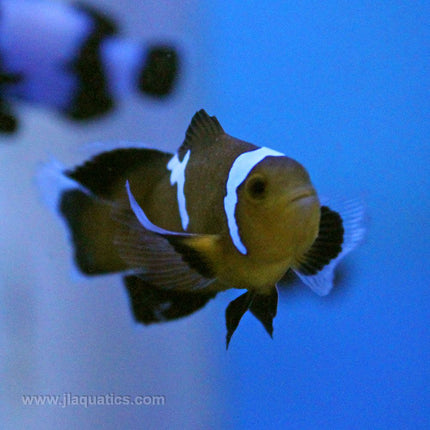 Midnight Lightning Longfin Clownfish (Tank Raised)