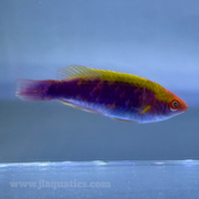 Lubbock's Fairy Wrasse (Asia Pacific)