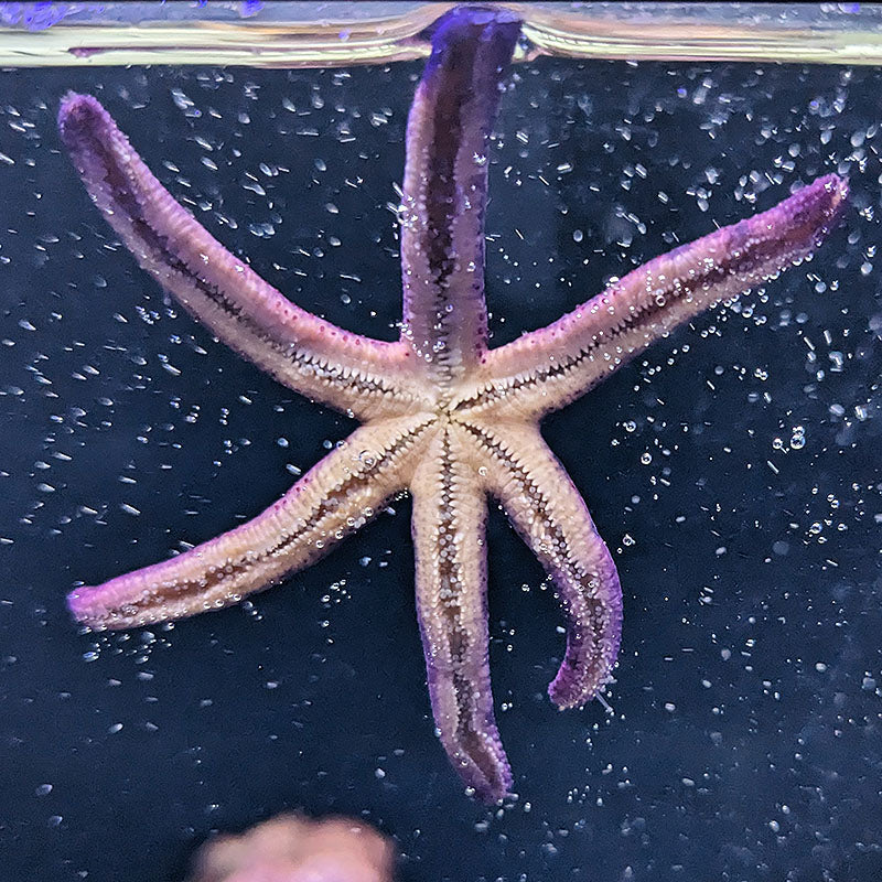 Luzon Sea Star