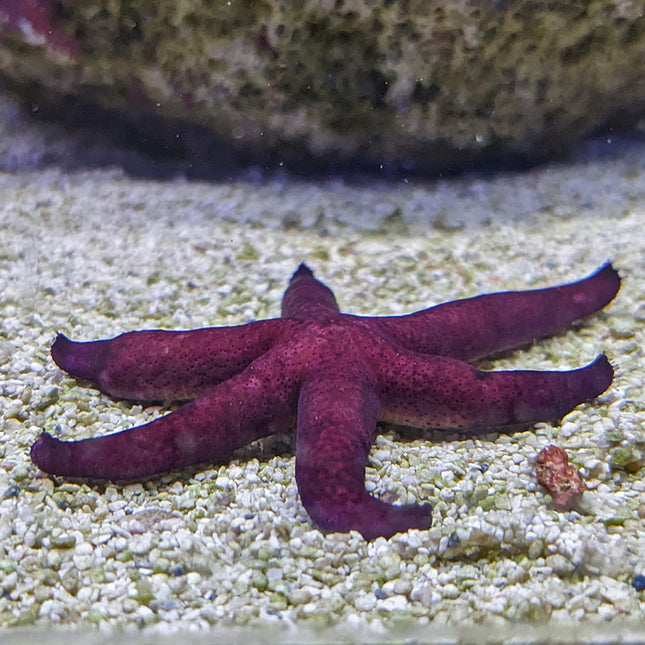 Luzon Sea Star