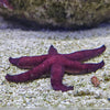 Luzon Sea Star