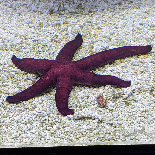 Luzon Sea Star