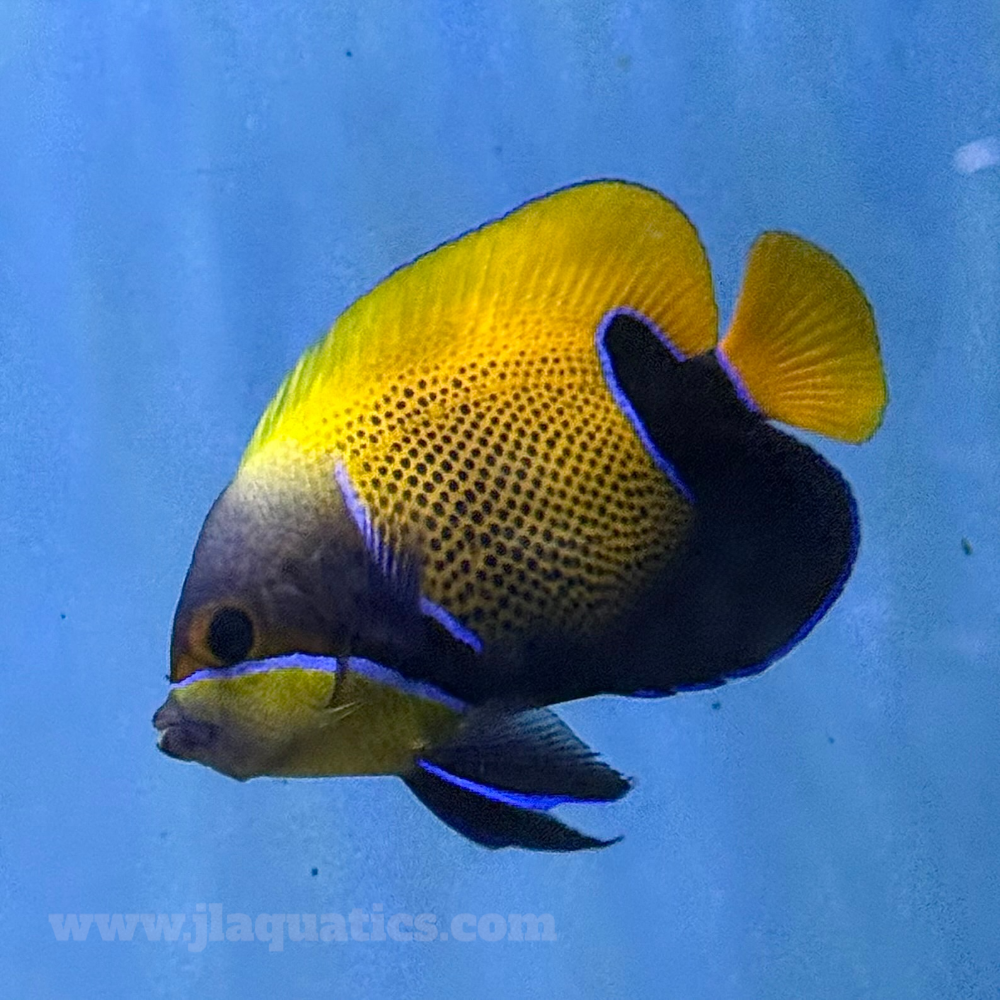 Majestic Angel - Adult (Asia Pacific)