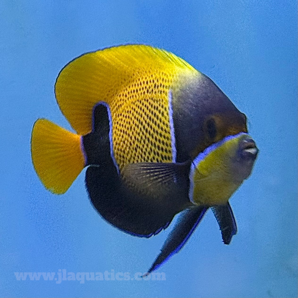 Majestic Angel - Adult (Asia Pacific)