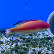 Male Hood Flame Wrasse
