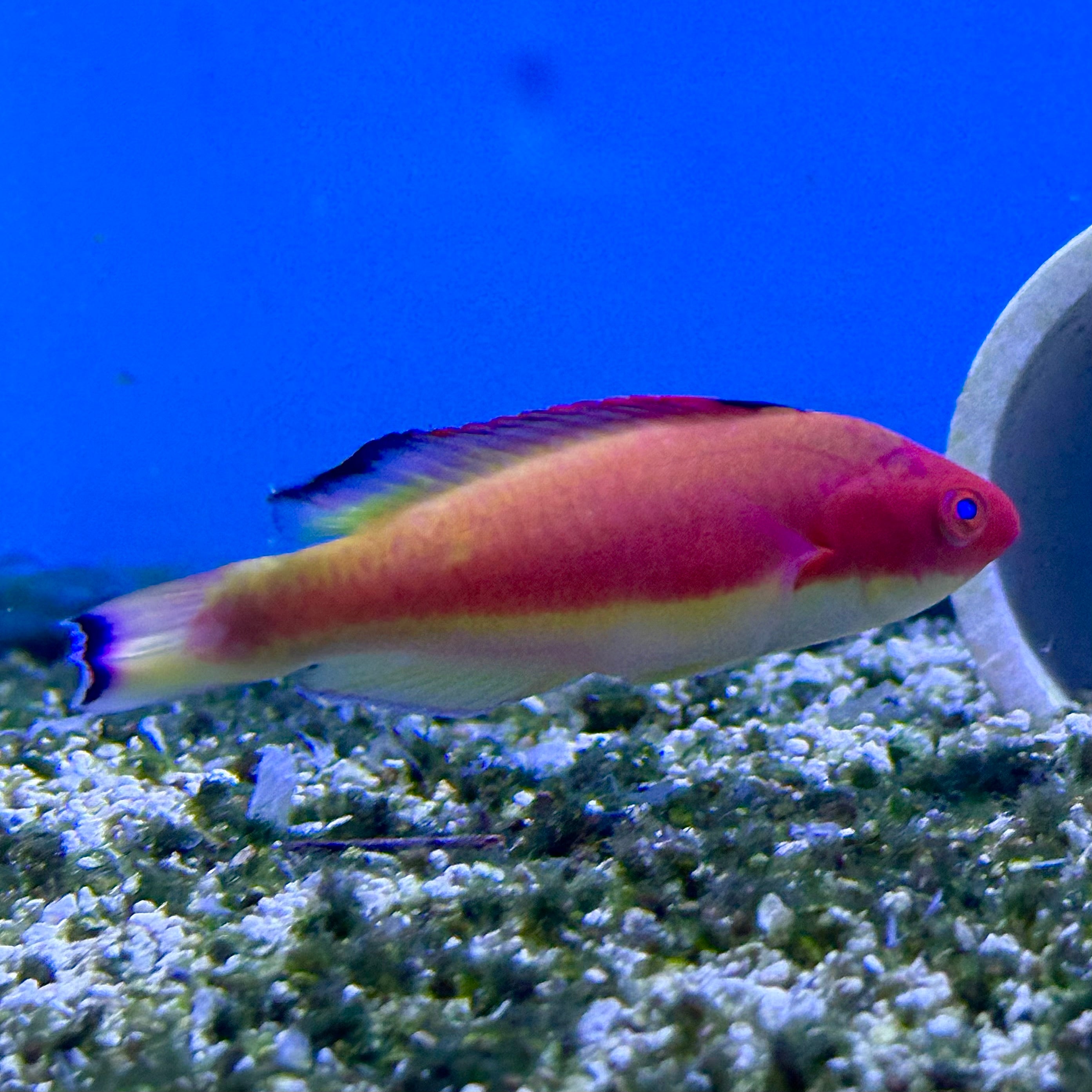 Male Hood Flame Wrasse
