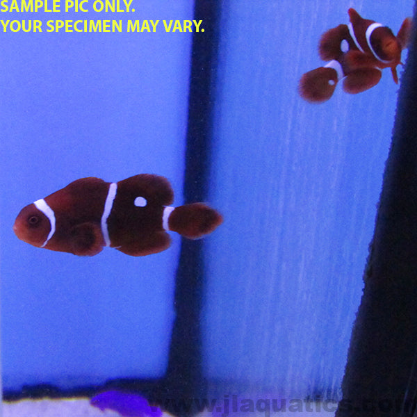 Maroon (Gold Dot) Clownfish (Tank Raised)