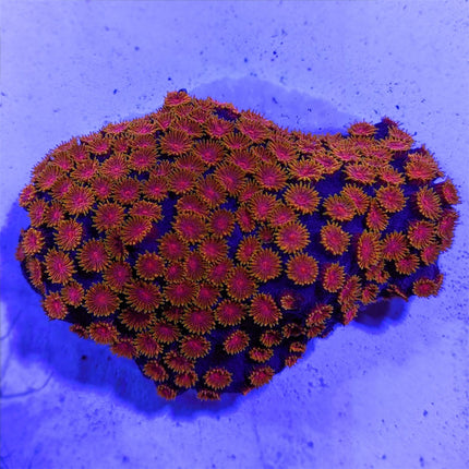 Cyphastrea - Meteor Shower