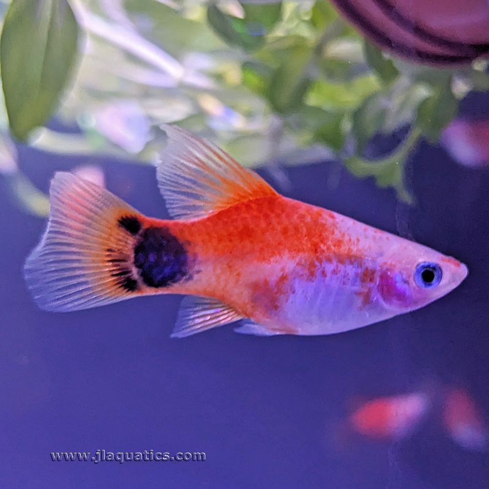 Mickey Mouse Platy – J&L Aquatics
