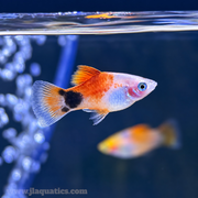 Mickey Mouse Platy