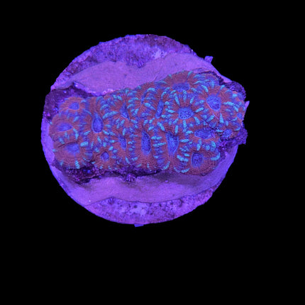 Micromussa Colony - A53