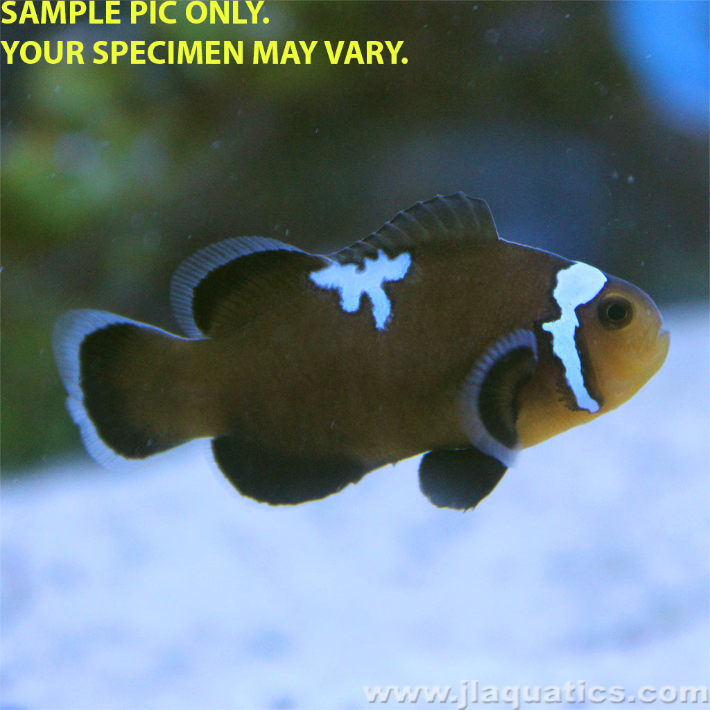 Midnight Lightning Clownfish