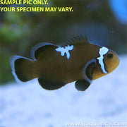 Midnight Lightning Clownfish