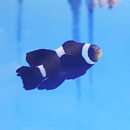 Black Ocellaris Misbar Longfin Clownfish