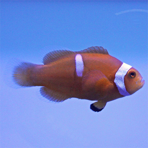 Buy Percula (True Misbar) Clownfish (Tank Raised) in Canada for as low as 20.45