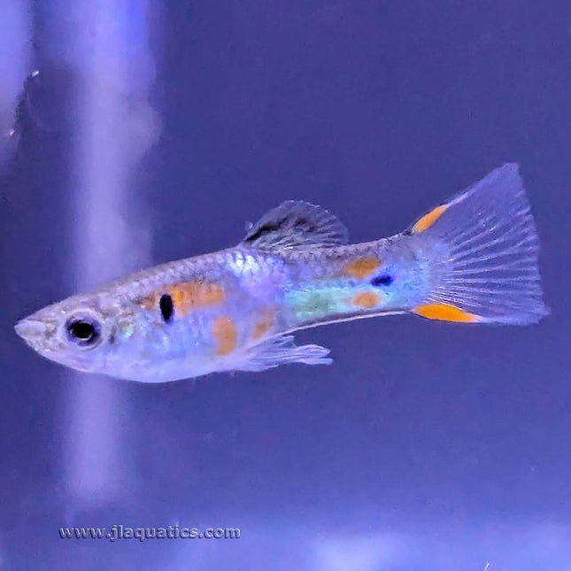 Endler Guppy Assorted - Male