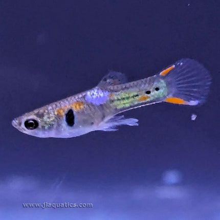 Endler Guppy Assorted - Male