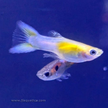 Endler Guppy Assorted - Male