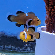 Mocha Latte Longfin Clownfish