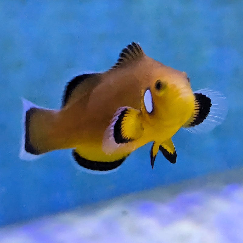 Mocha Latte Clownfish