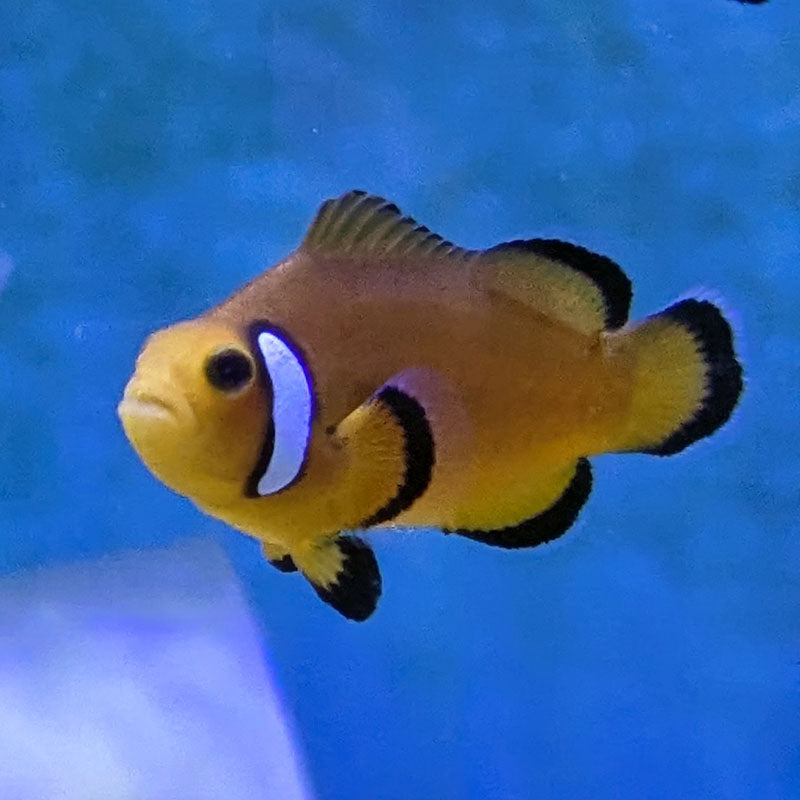 Mocha Latte Clownfish