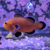 Maine Mochaccino Clownfish