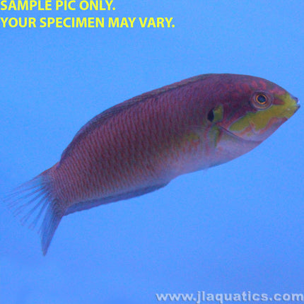 Moyer's Leopard Wrasse (Asia Pacific)