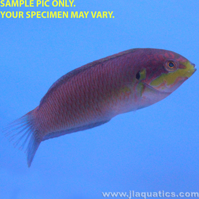 Moyer's Leopard Wrasse (Asia Pacific)