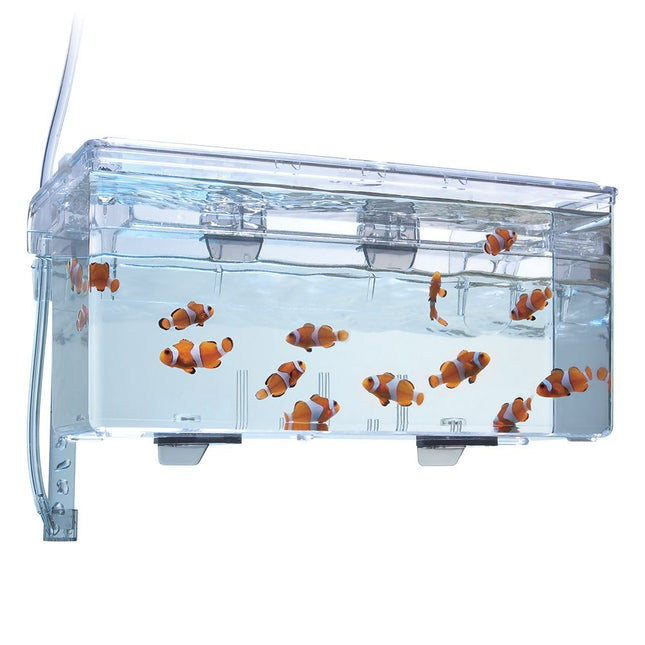 Fluval Multi-Chamber Holding & Breeding Box with fish in it inside an aquarium