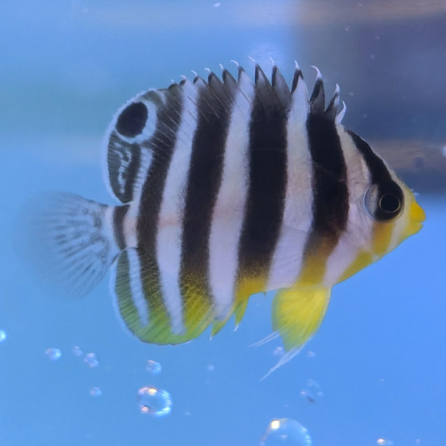 Multibar Angel (Captive Raised)