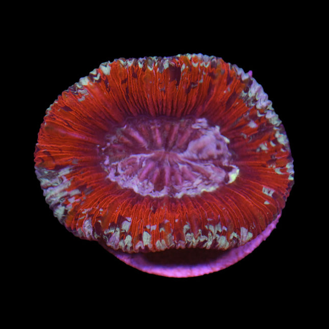 multicolour_trachy_A42