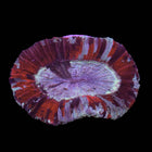 Multicolour Trachy - B44