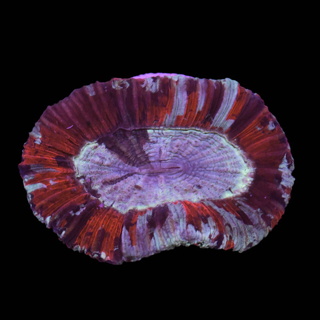 Multicolour Trachy - B44