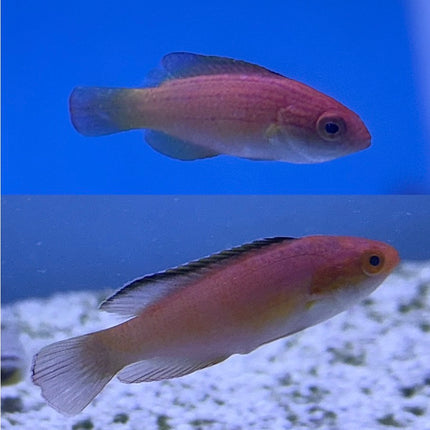 Nahacky's Fairy Wrasse pair