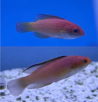 Nahacky's Fairy Wrasse pair