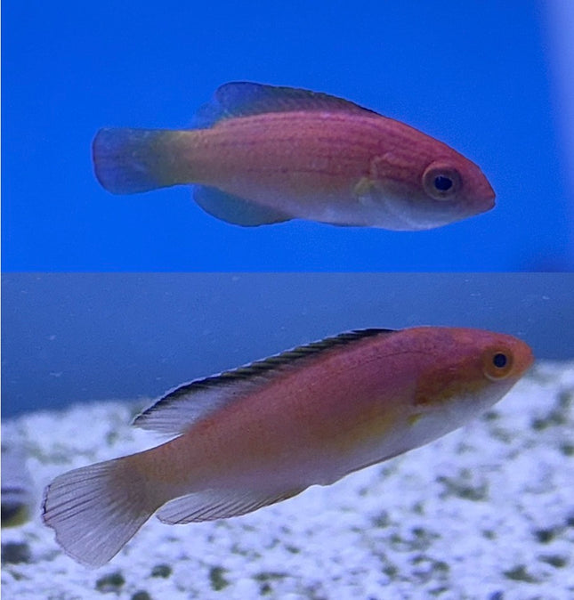 Nahacky's Fairy Wrasse pair