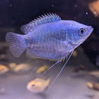 Neon Blue Dwarf Gourami