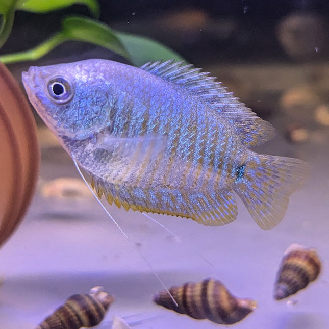 Neon Blue Dwarf Gourami