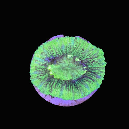 Neon Green Trachy - B46