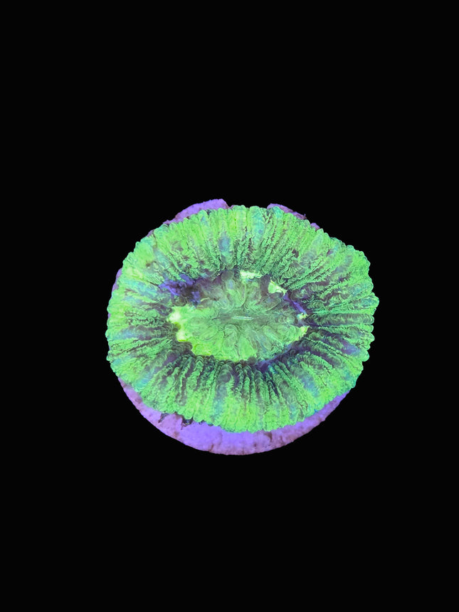 Neon Green Trachy - B46