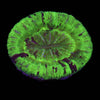 Trachyphyllia - Neon Green - C58