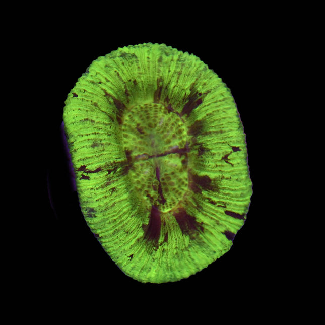 Neon Green Trachy - C74