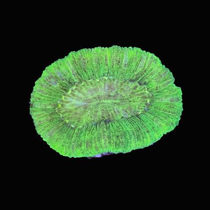 Neon Green Trachy - B31