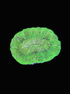 Neon Green Trachy - B31