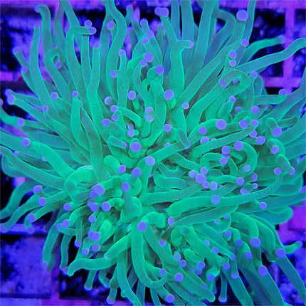 Torch Coral - Yellow Tip Green