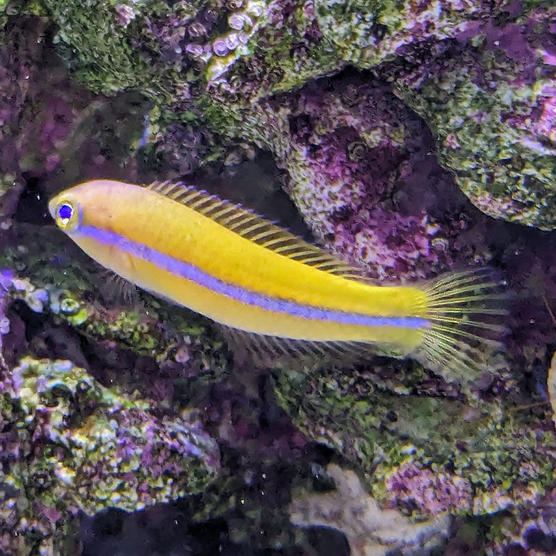 Neon Wrasse