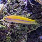 Neon Wrasse