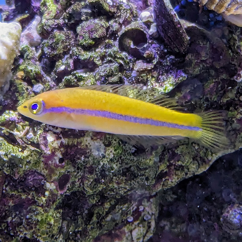 Neon Wrasse