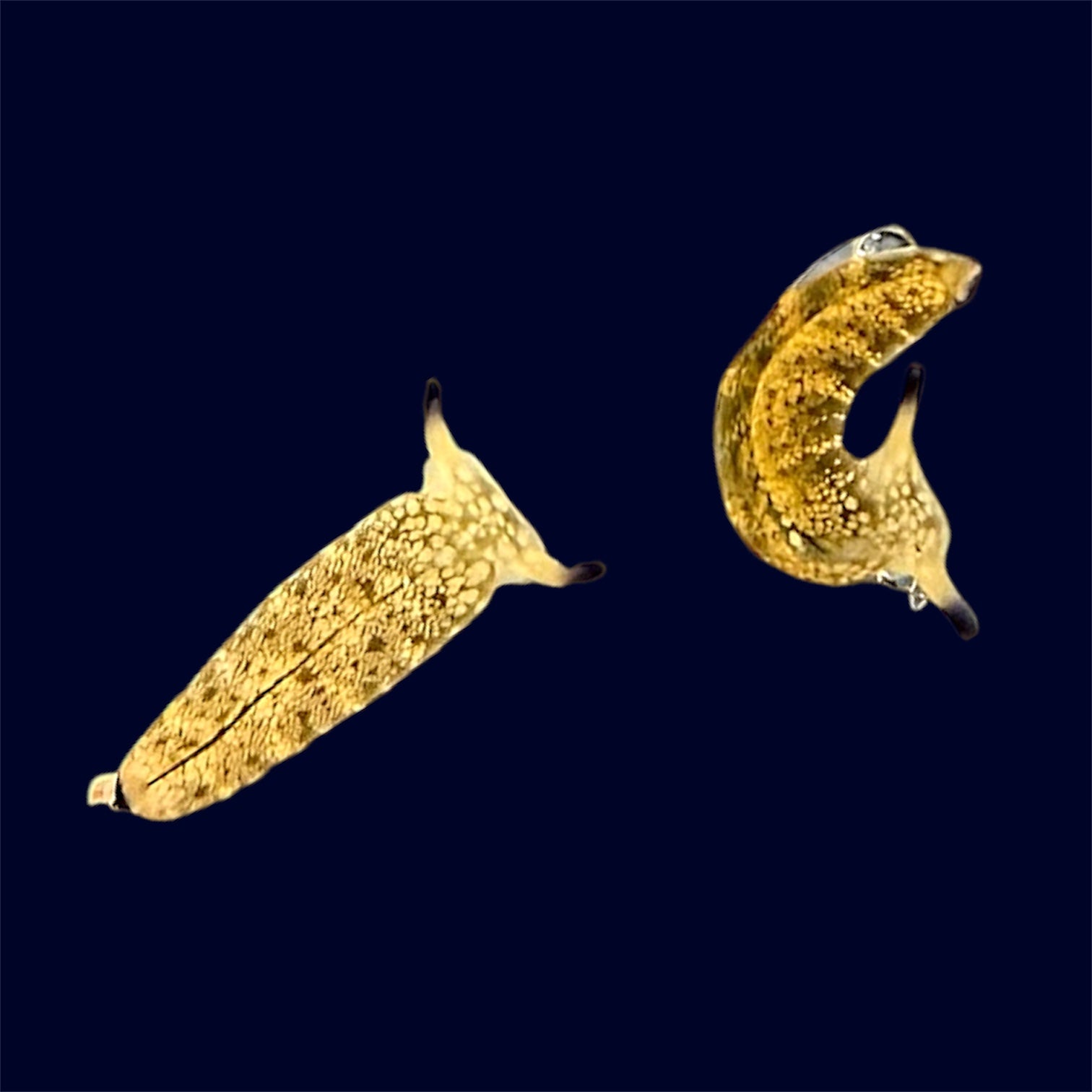 Detritus Eating Sea Slug