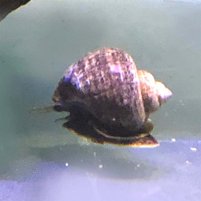 Mystery Snail - Black